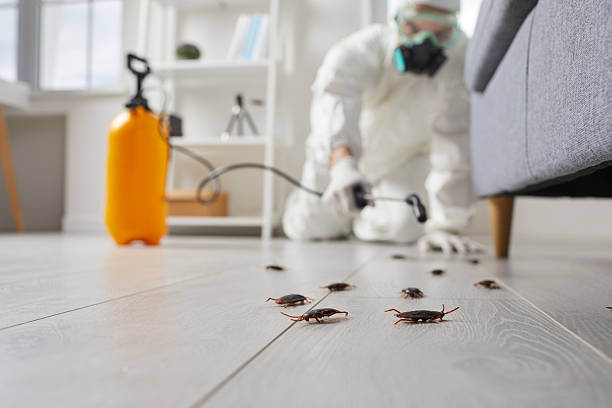 Affordable Termite Control solutions in Hurt, VA